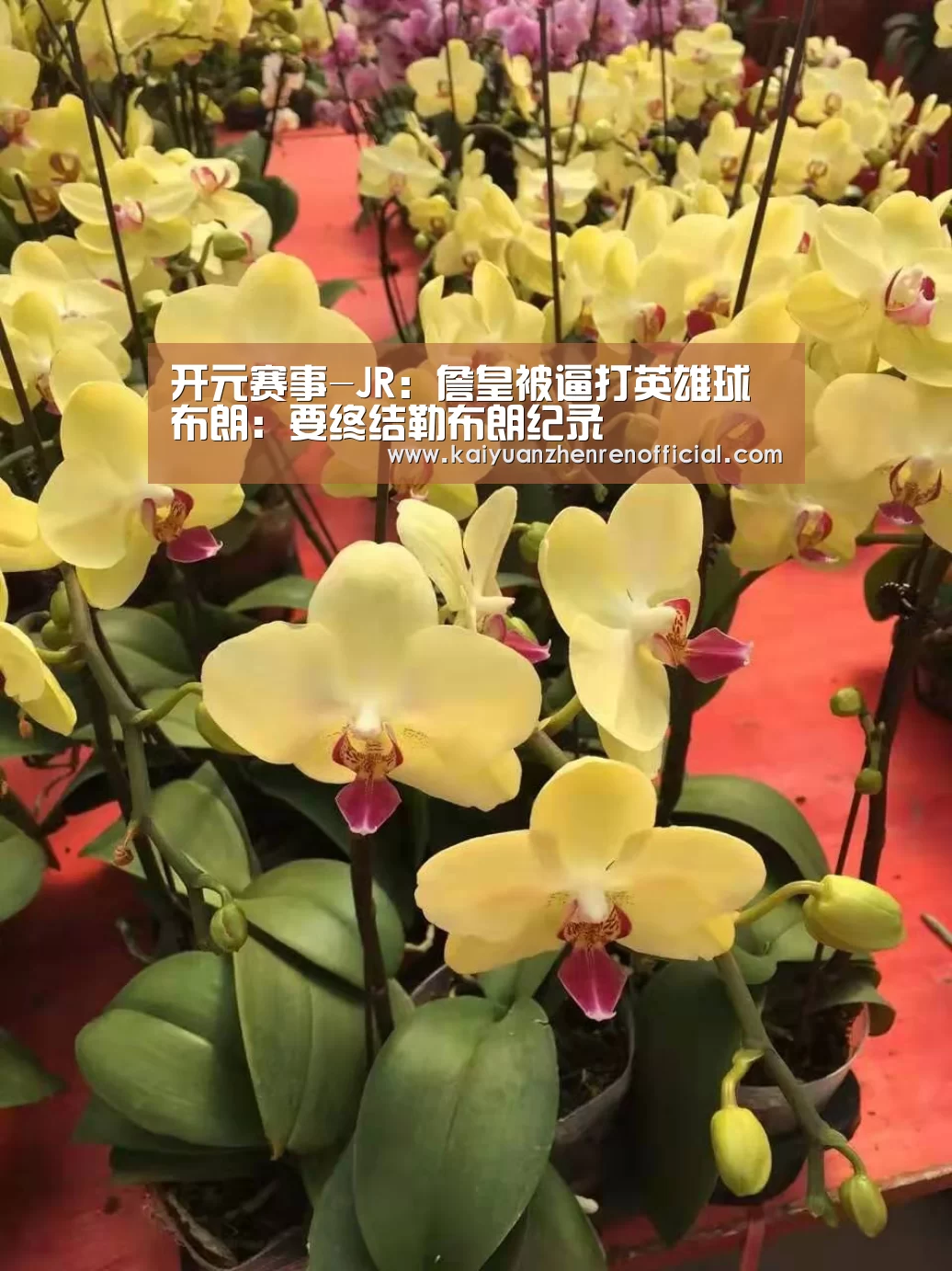 开元赛事-JR:詹皇被逼打英雄球 布朗:要终结勒布朗纪录(图2) 开元棋牌